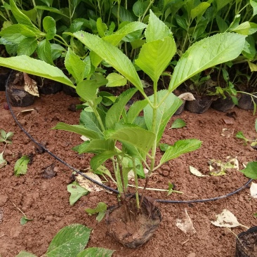 基地供应花境植物绣球花八仙花杯苗绣球花地苗多色绣球花批发
