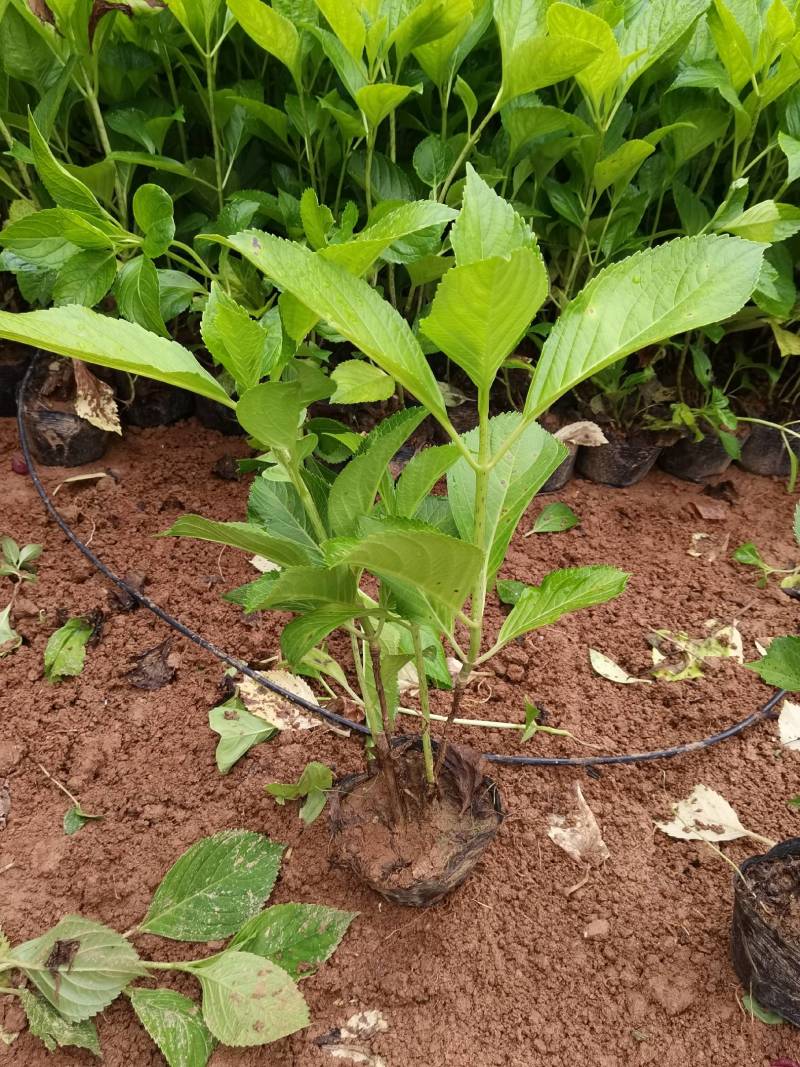 基地供应花境植物绣球花八仙花杯苗绣球花地苗多色绣球花批发