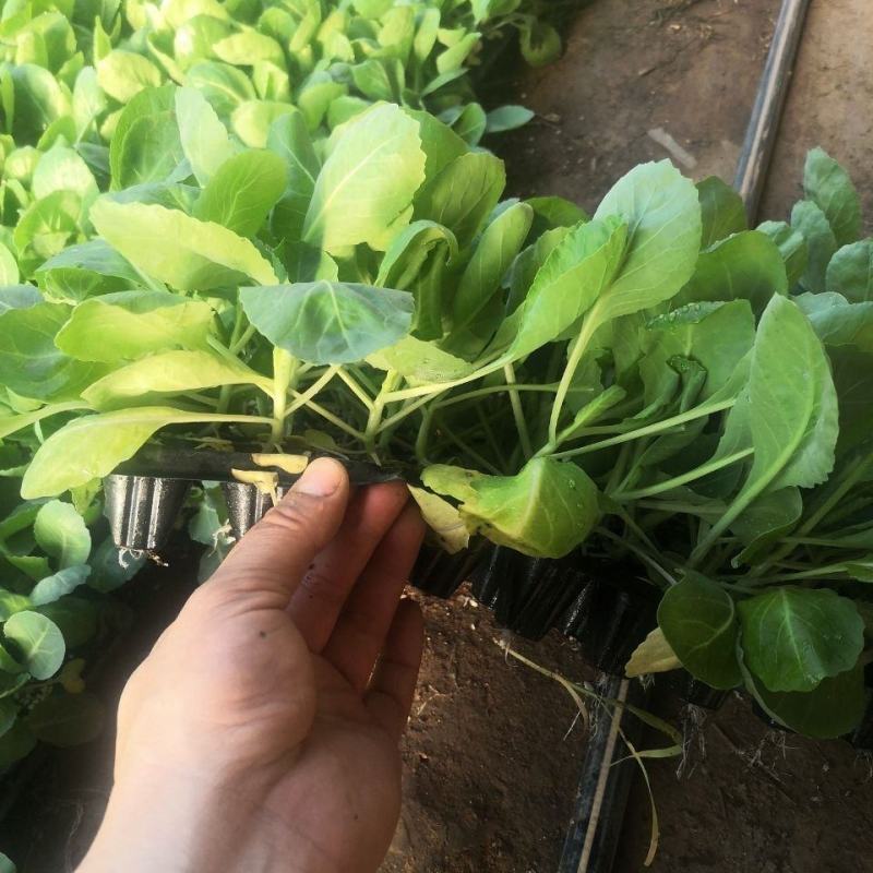 坑大根白菜苗产量高，货源充足，自产自销，已收货源