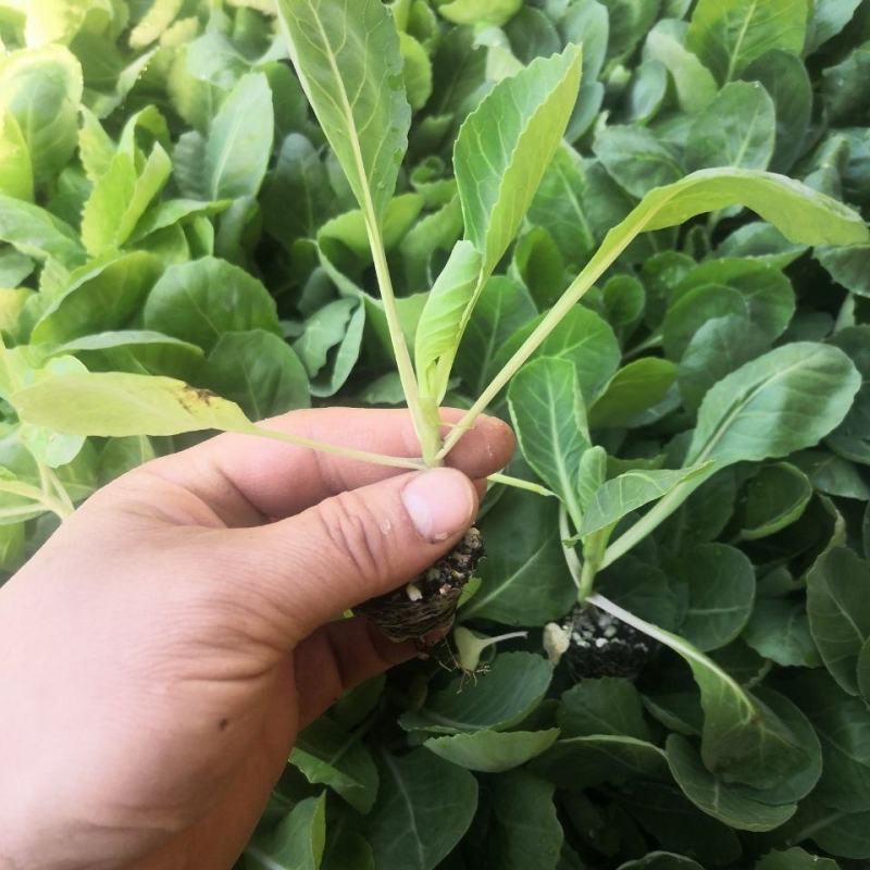 坑大根白菜苗产量高，货源充足，自产自销，已收货源