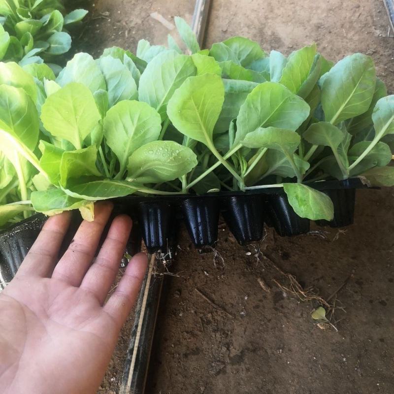 坑大根白菜苗产量高，货源充足，自产自销，已收货源