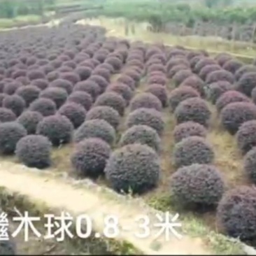 重庆红继木球基地批发销售红继木球,质量好价格低