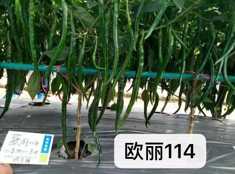 欧丽114深绿色光亮特长型线椒种子黑线椒辣味浓椒条顺直