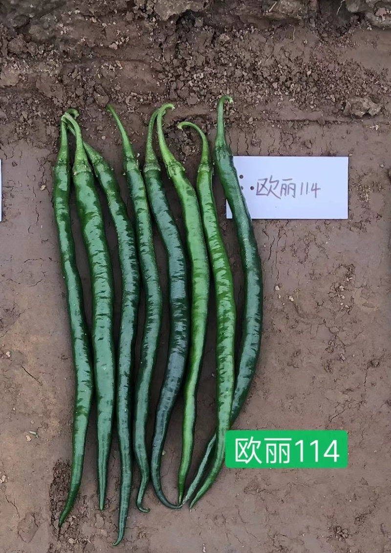 欧丽114深绿色光亮特长型线椒种子黑线椒辣味浓椒条顺直