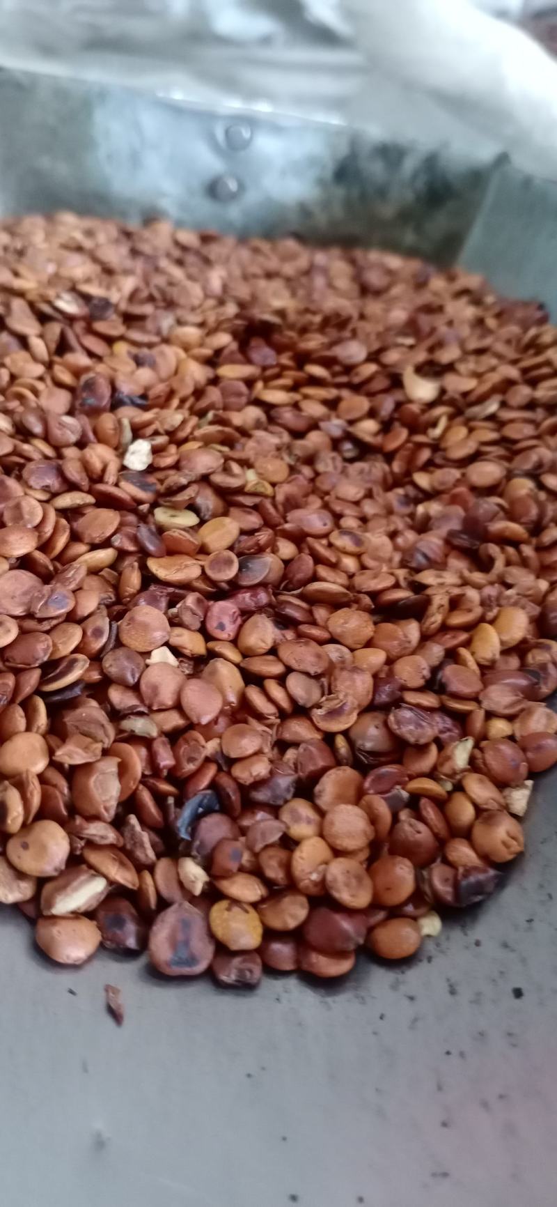 酸枣仁，生枣仁，炒枣仁，理枣仁，各种等级批发，