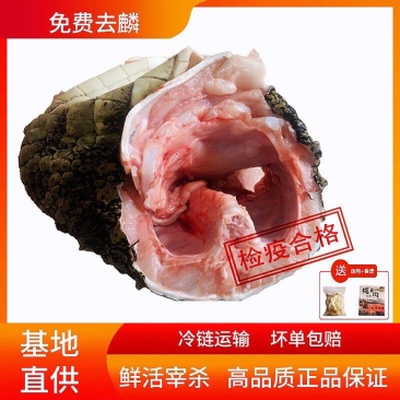 全皮鳄鱼肉，新鲜现宰现卖，规格2/3斤真空包装！顺丰包邮