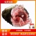 全皮鳄鱼肉，新鲜现宰现卖，规格2/3斤真空包装！顺丰包邮