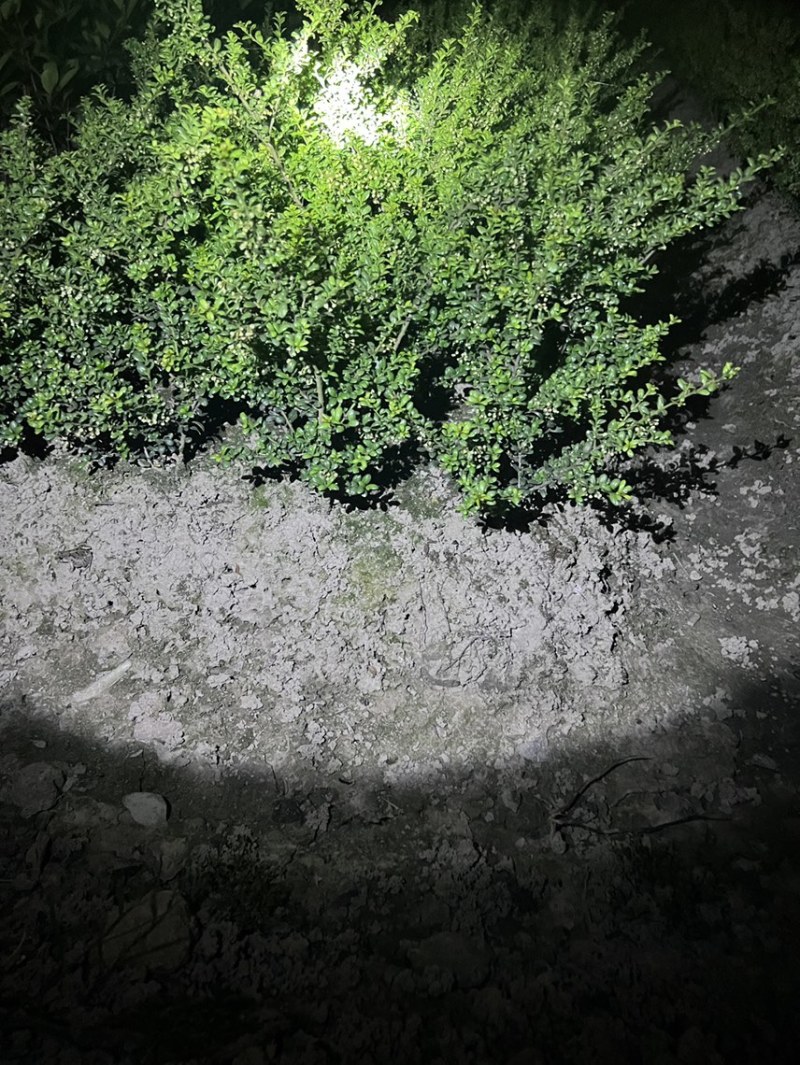 龟甲冬青小毛球龟甲冬青毛球龟甲冬青龟甲冬青绿篱