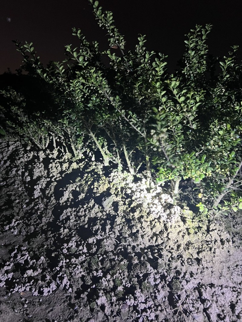 龟甲冬青小毛球龟甲冬青毛球龟甲冬青龟甲冬青绿篱