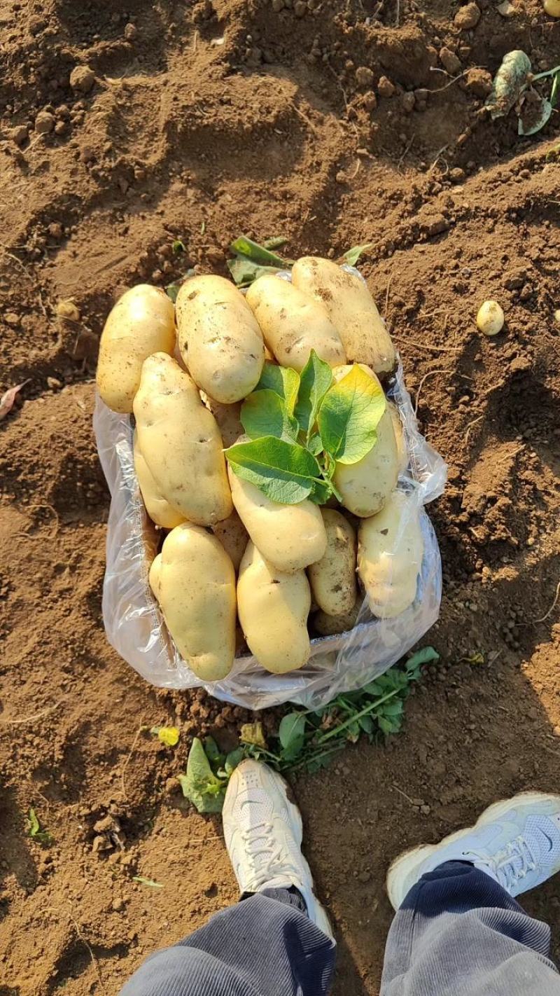 靓货土豆，全国发货，看质量讲诚信，量大质量好