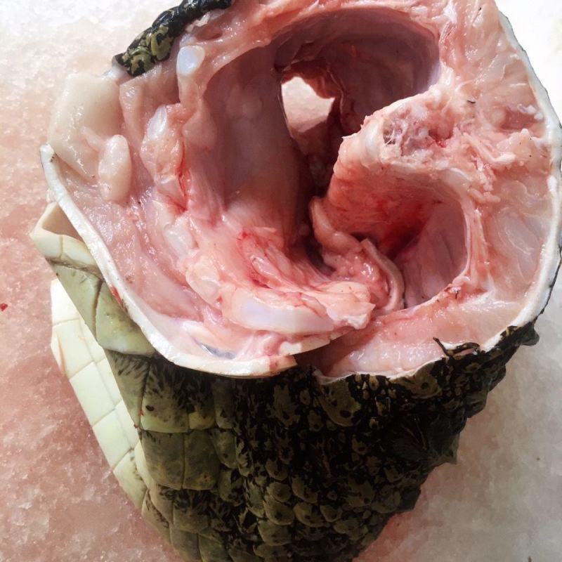 全皮鳄鱼肉，新鲜现宰现卖，规格2/3斤真空包装！顺丰包邮