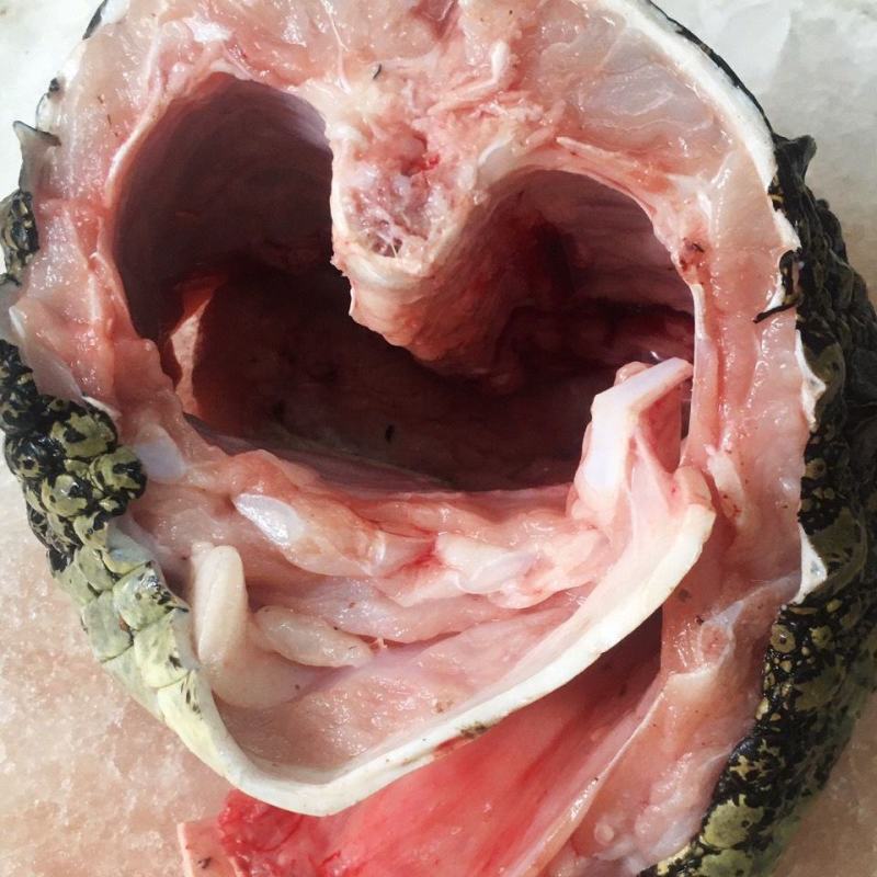 全皮鳄鱼肉，新鲜现宰现卖，规格2/3斤真空包装！顺丰包邮