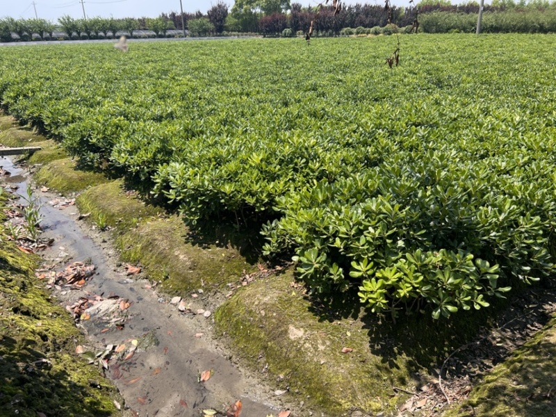 海桐小毛球海桐海桐绿篱海桐毛球海桐