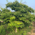 18公分山楂树，20公分山楂树，25公分大规格山楂树
