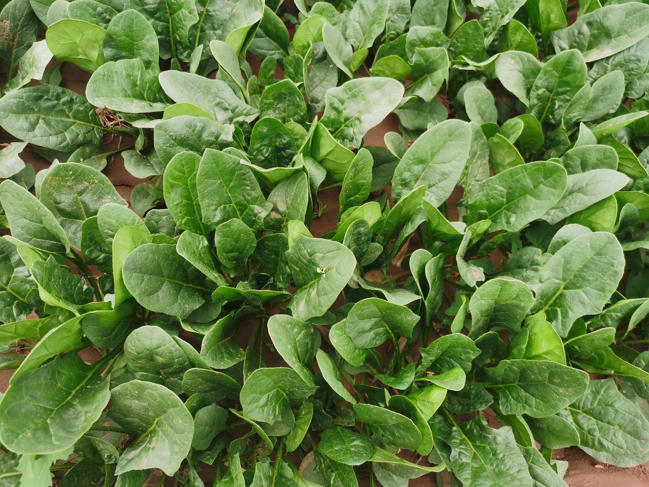 菠菜叶片与色素成分示意图