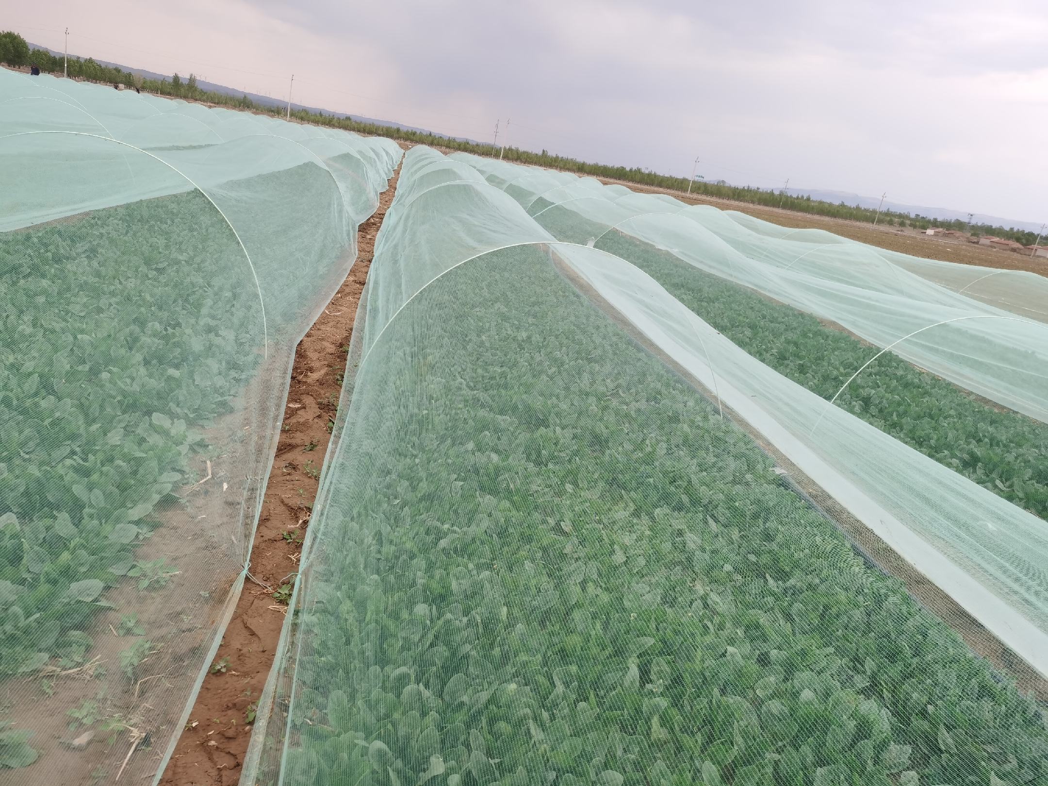 夏菠菜遮阳网覆盖种植 夏菠菜遮阳网覆盖种植