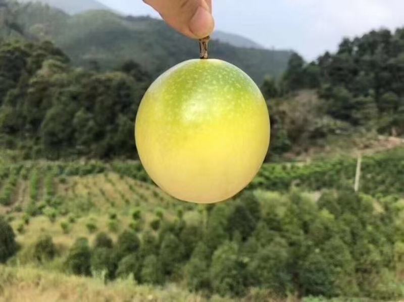 海南钦蜜黄金百香果纯甜福建百香果云南百香果