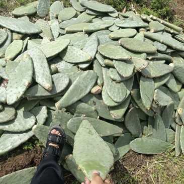 仙人掌仙人掌仙人掌仙人掌