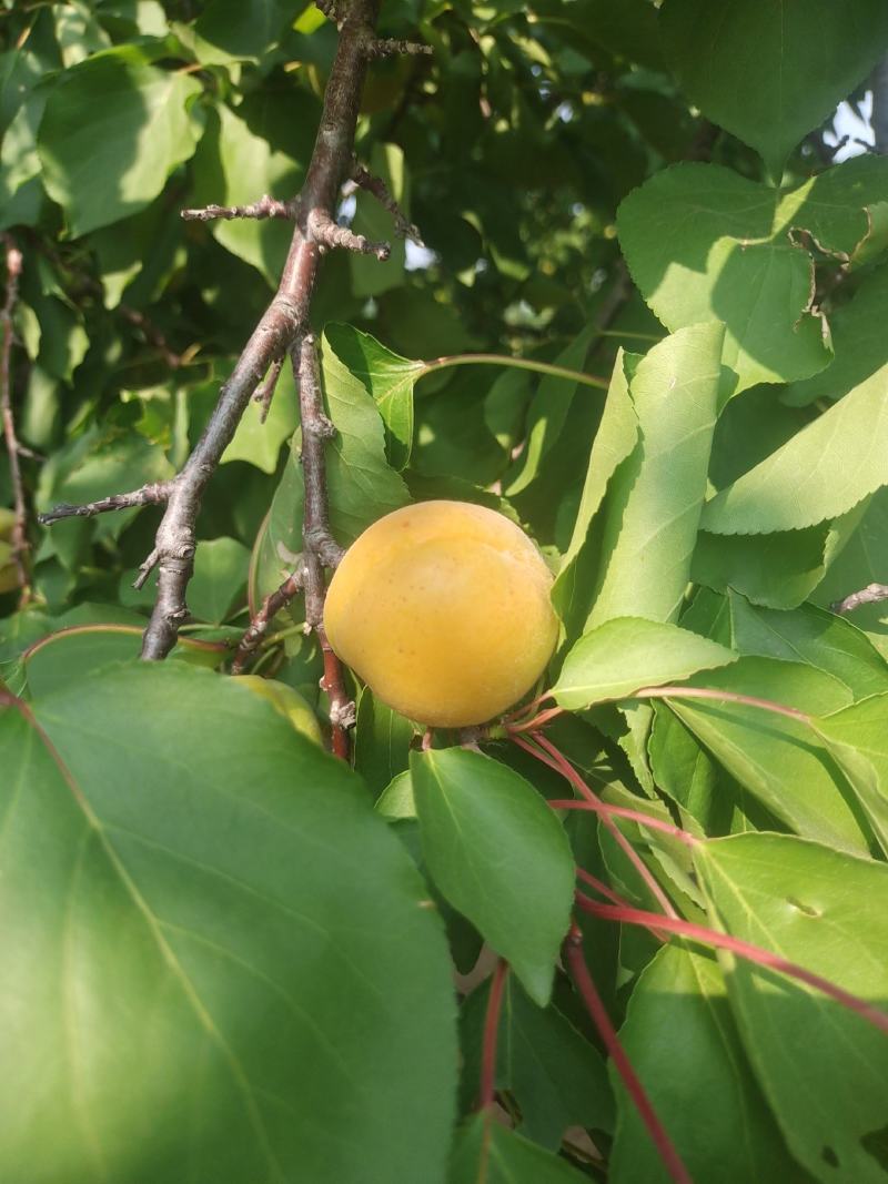 杏凯特杏。好吃不贵的脆甜的金太阳杏。大量有货