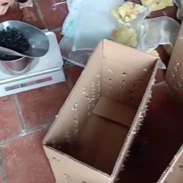 优质的蛋白种虫