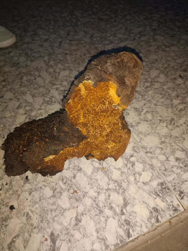 桦树茸