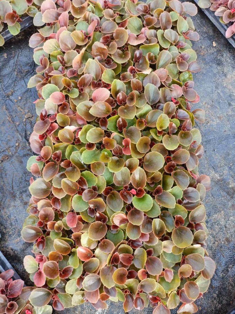四季海棠穴盘苗，基地大量现货供应，物流发货，欢迎咨询订购