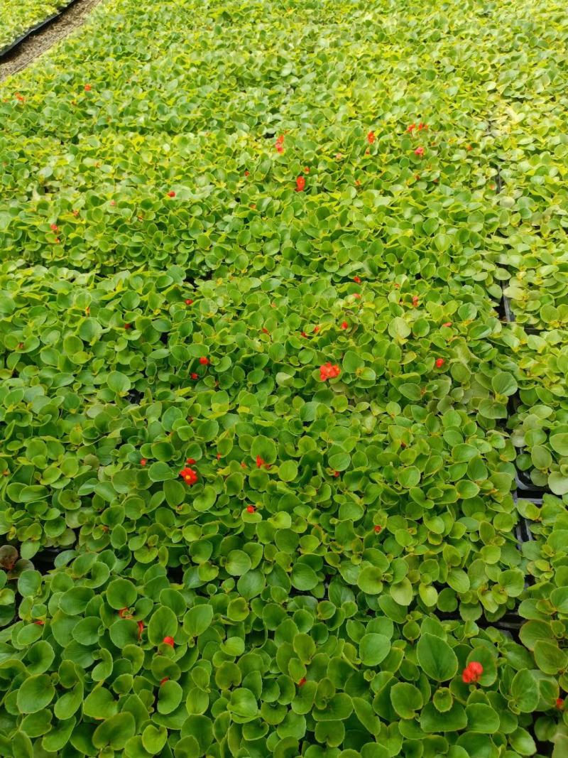 四季海棠穴盘苗，基地大量现货供应，物流发货，欢迎咨询订购