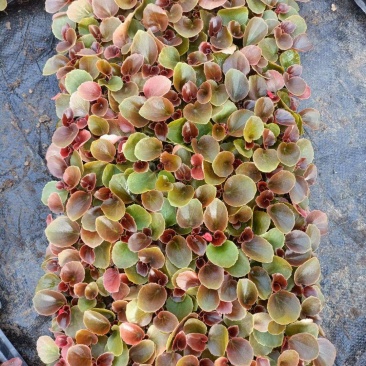 四季海棠穴盘苗，基地大量现货供应，物流发货，欢迎咨询订购