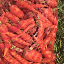 养殖胡萝卜大量供应质量保障一手货源基地直发诚信合作