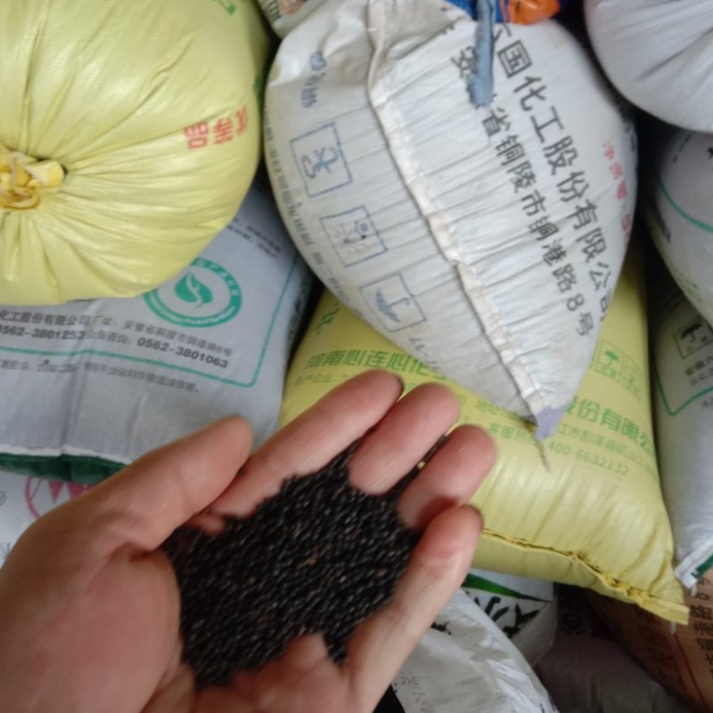 高含有本地油菜籽大量上市了质量特别好颗粒饱满油率高