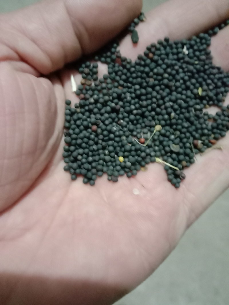 高含有本地油菜籽大量上市了质量特别好颗粒饱满油率高
