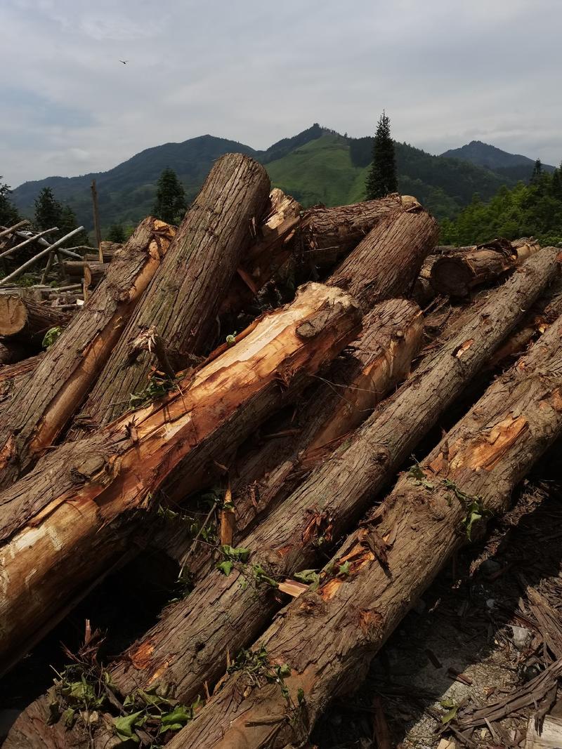 贵州黔东南榕江50年以上的杉树，场地直销货源充足