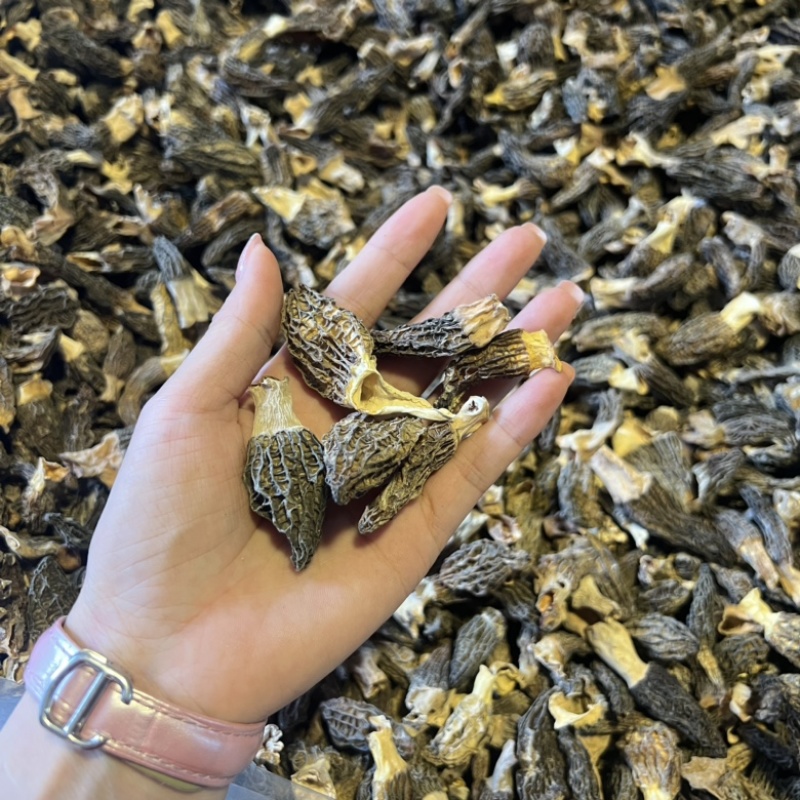 小个羊肚菌实拍，性价比高500g一斤159元