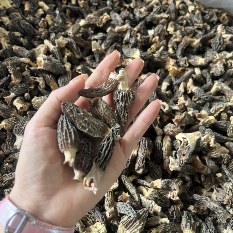 小个羊肚菌实拍，性价比高500g一斤159元