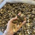 小个羊肚菌实拍，性价比高500g一斤159元