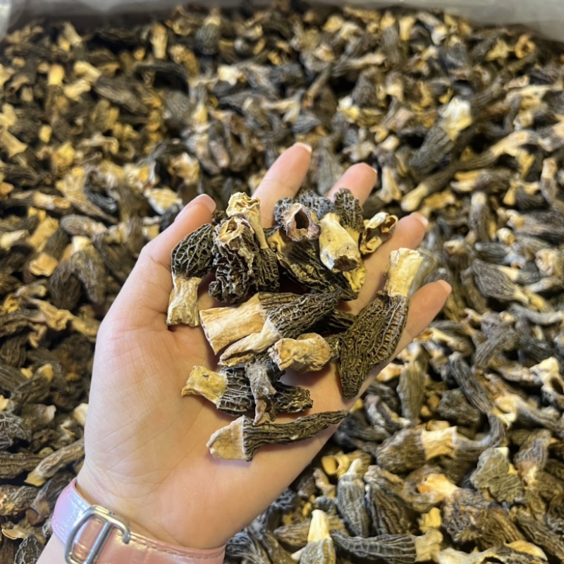 小个羊肚菌实拍，性价比高500g一斤159元