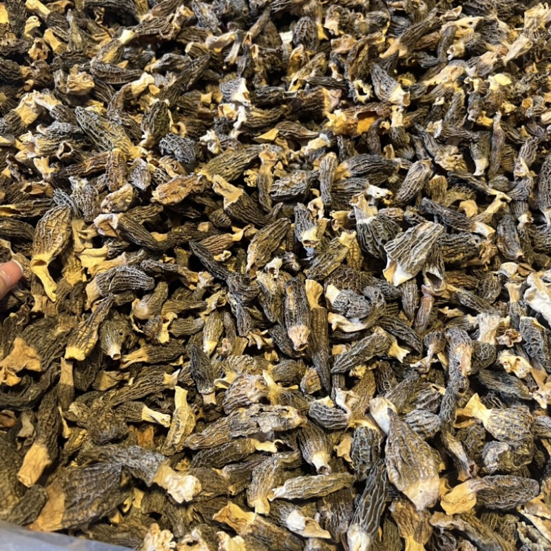 小个羊肚菌实拍，性价比高500g一斤159元