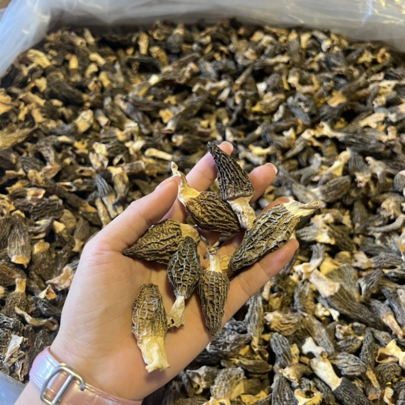 小个羊肚菌实拍，性价比高500g一斤159元