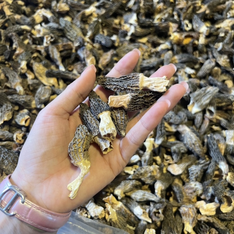 小个羊肚菌实拍，性价比高500g一斤159元