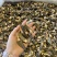 小个羊肚菌实拍，性价比高500g一斤159元