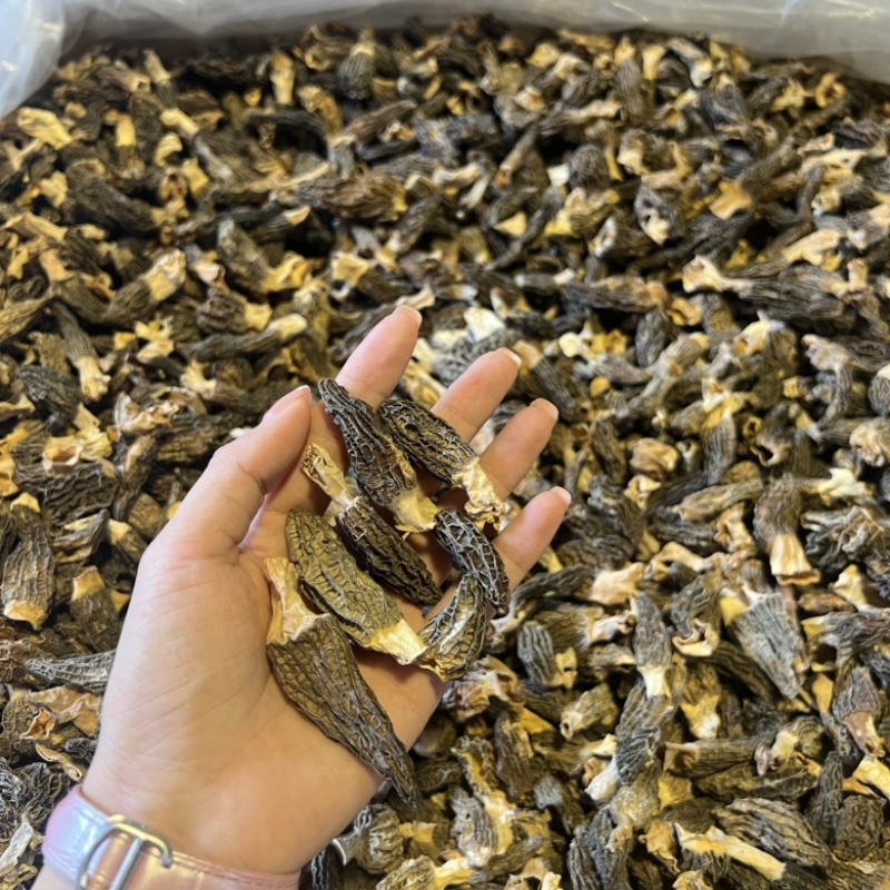 小个羊肚菌实拍，性价比高500g一斤159元
