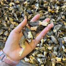 小个羊肚菌实拍，性价比高500g一斤159元