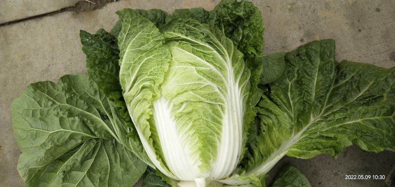河南通许大白菜品种全，代收代储欢迎收购通许县蔬菜基地