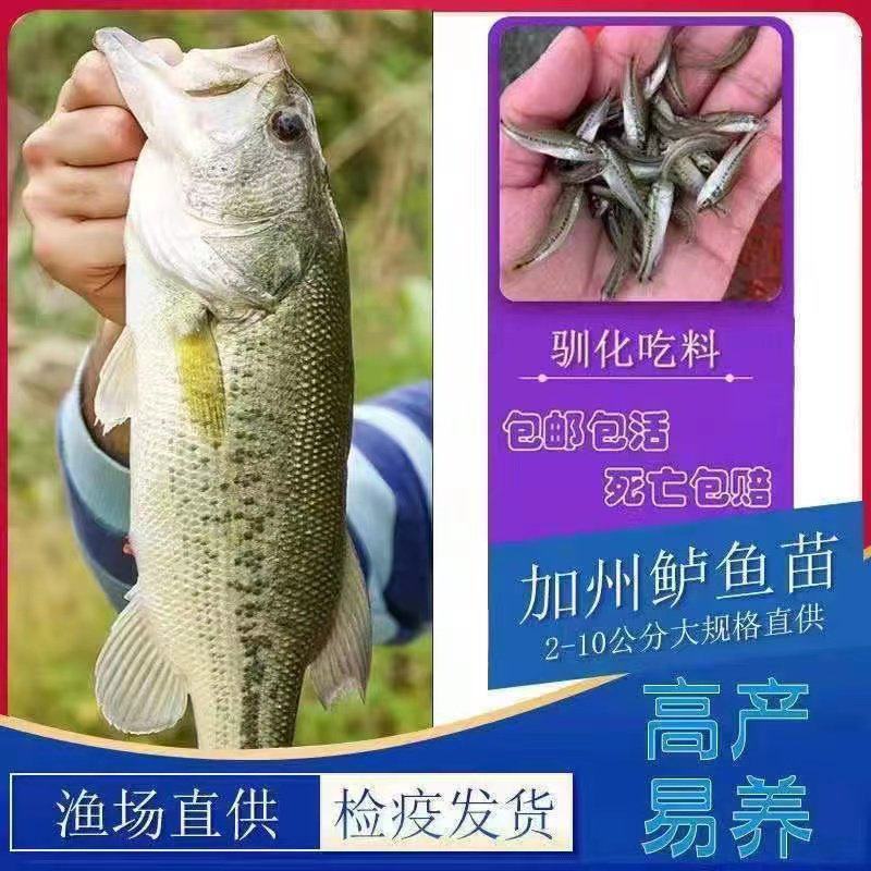 优质鲈鱼苗加州鲈鱼苗大口黑鲈鱼苗路亚苗冷淡水养殖鱼苗批