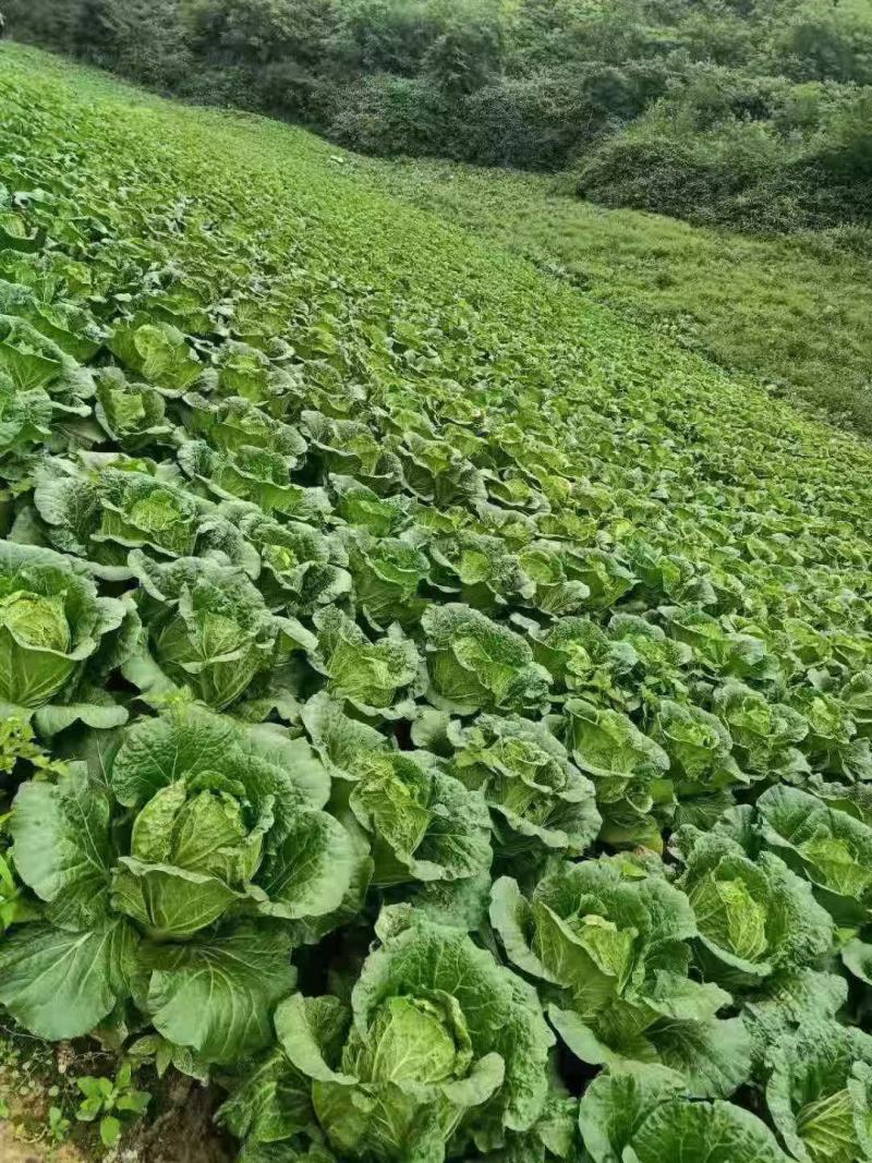 高山大白菜