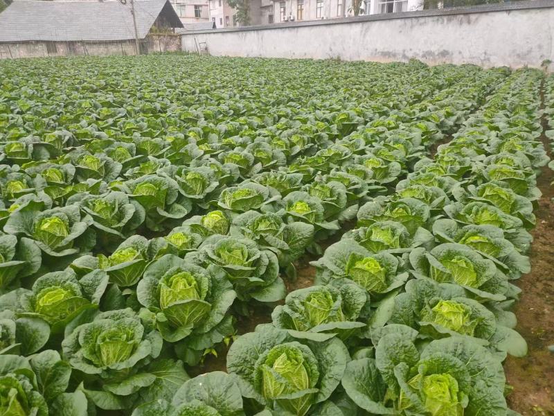 高山大白菜