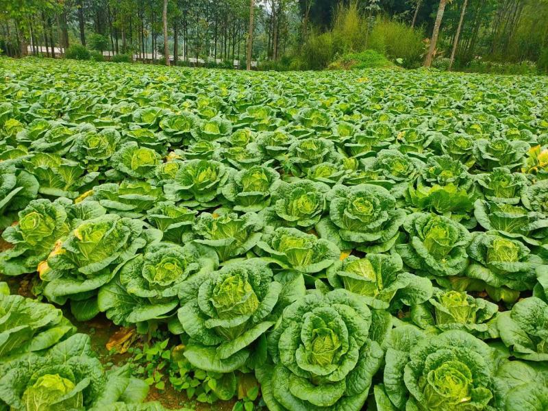 高山大白菜