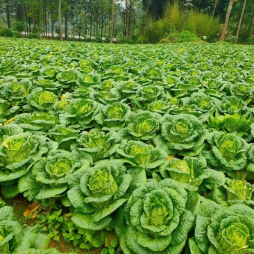 高山大白菜