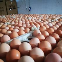 糊涂蛋农业科技有限公司，大量基地土鸡蛋直销批发