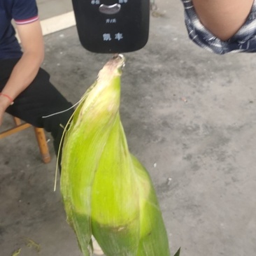糯玉米